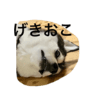 しーぽんスタンプ（個別スタンプ：6）