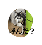 しーぽんスタンプ（個別スタンプ：8）