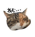 我が家の猫さん。（個別スタンプ：1）