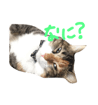 我が家の猫さん。（個別スタンプ：2）