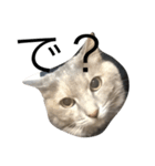 我が家の猫さん。（個別スタンプ：3）