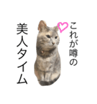 我が家の猫さん。（個別スタンプ：5）