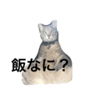 我が家の猫さん。（個別スタンプ：7）