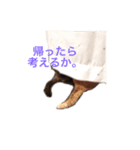石井家の日常会話3（個別スタンプ：4）