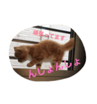 イチカワレーヴ（個別スタンプ：6）
