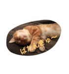 イチカワレーヴ（個別スタンプ：7）