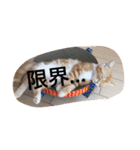 イチカワレーヴ（個別スタンプ：8）