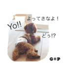 CHIRO タイニープードル（個別スタンプ：12）
