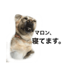 maromaromaron（個別スタンプ：2）