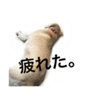 maromaromaron（個別スタンプ：6）