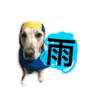 maromaromaron（個別スタンプ：10）