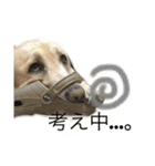 maromaromaron（個別スタンプ：11）
