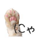 猫の日常【ちゃちゃまる】（個別スタンプ：1）