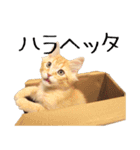 猫の日常【ちゃちゃまる】（個別スタンプ：2）
