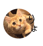 猫の日常【ちゃちゃまる】（個別スタンプ：3）