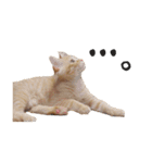 猫の日常【ちゃちゃまる】（個別スタンプ：7）