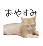 猫の日常【ちゃちゃまる】（個別スタンプ：8）