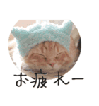 猫の日常【ちゃちゃまる】（個別スタンプ：9）