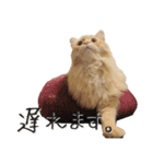猫の日常【ちゃちゃまる】（個別スタンプ：12）