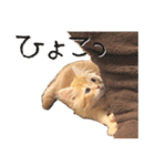 猫の日常【ちゃちゃまる】（個別スタンプ：13）