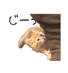 猫の日常【ちゃちゃまる】（個別スタンプ：14）