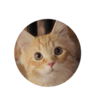 猫の日常【ちゃちゃまる】（個別スタンプ：15）