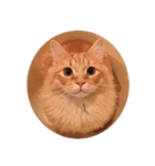 猫の日常【ちゃちゃまる】（個別スタンプ：16）