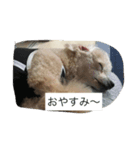 我が家わんこ ジーナ（個別スタンプ：8）
