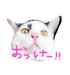 ねこのなるちゃんすたんぺ（個別スタンプ：1）