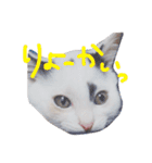 ねこのなるちゃんすたんぺ（個別スタンプ：2）