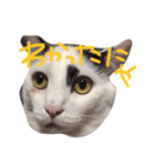 ねこのなるちゃんすたんぺ（個別スタンプ：3）