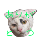 ねこのなるちゃんすたんぺ（個別スタンプ：4）
