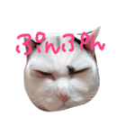 ねこのなるちゃんすたんぺ（個別スタンプ：8）
