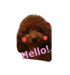 Toy poodle,Stamp that can be used.（個別スタンプ：1）