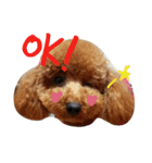 Toy poodle,Stamp that can be used.（個別スタンプ：2）