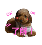 Toy poodle,Stamp that can be used.（個別スタンプ：6）