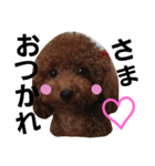 Toy poodle,Stamp that can be used.（個別スタンプ：7）