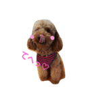 Toy poodle,Stamp that can be used.（個別スタンプ：8）