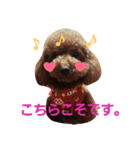 Toy poodle,Stamp that can be used.（個別スタンプ：10）