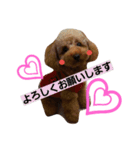 Toy poodle,Stamp that can be used.（個別スタンプ：11）