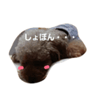 Toy poodle,Stamp that can be used.（個別スタンプ：12）