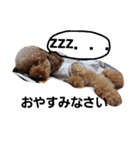 Toy poodle,Stamp that can be used.（個別スタンプ：14）