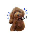 Toy poodle,Stamp that can be used.（個別スタンプ：17）