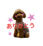 Toy poodle,Stamp that can be used.（個別スタンプ：18）