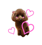 Toy poodle,Stamp that can be used.（個別スタンプ：20）