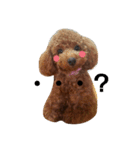 Toy poodle,Stamp that can be used.（個別スタンプ：21）