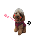 Toy poodle,Stamp that can be used.（個別スタンプ：22）