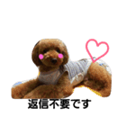 Toy poodle,Stamp that can be used.（個別スタンプ：23）