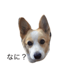 corgi kenta（個別スタンプ：1）