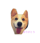 corgi kenta（個別スタンプ：2）